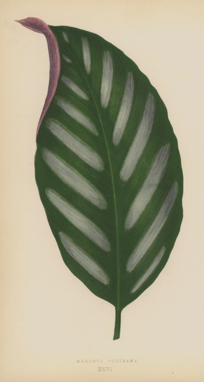 Maranta Porteana - English School